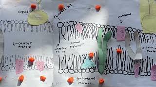 Cell Transport Passive Transport  Simple Diffusion [upl. by Clemen812]