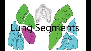 Anatomy of the Lungs  Part 3  Bronchopulmonary Segments [upl. by Kerin]