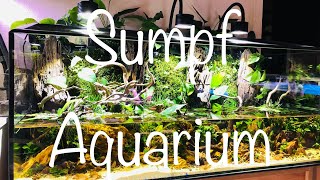 Mein SumpfAquarium super interessant zu beobachten aquaristik [upl. by Nymsaj]