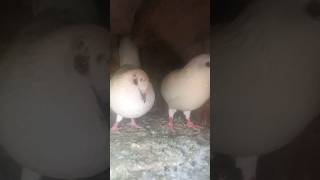 Punjabi kabutarshorts kabutar bazi pigeon birds fancy trending shortshots shortvideoviral [upl. by Tedda]