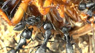 Camponotus vagus Fütterung am 06062013 [upl. by Ashly]