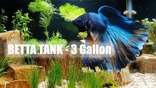 Betta Tank 3 Gallon Setting up [upl. by Ennovyhc501]