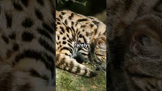 APEX KILLERS  Worlds Deadliest cat The Black Footed Cat blackfootedcat tinycatviral shortsfeed [upl. by Esiocnarf]