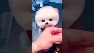 You like dogs cute pets dog cutest cat doghome pomeranian [upl. by Ingraham]