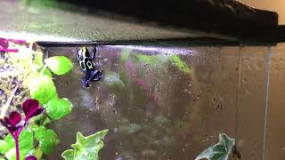 Dendrobates Tinctorius Robertus [upl. by Asiulana]