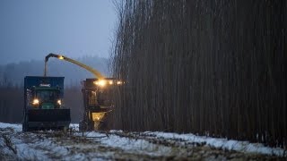 Salix harvesting  salixskörd [upl. by Eimilb]