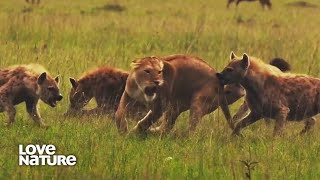 Lions amp Hyenas Battle of the Beasts [upl. by Ginzburg]