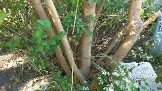 Huge Mulberry Tree Branchout Cutting Back In Time [upl. by Kaslik]