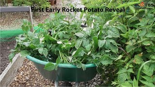 First Early Rocket Potato Reveal [upl. by Armat]