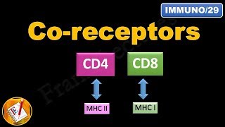 Coreceptors CD4 and CD8 FLImmuno29 [upl. by Nageam]