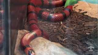 Out of the Wild  Honduran Milk Snake 42412 [upl. by Atinehc362]