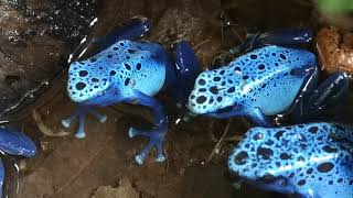 Azureus Dartfrogs male calling [upl. by Wenz825]