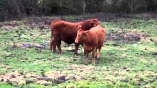 Red Bull Stimulating A Heifer At Clack Hill [upl. by Noble]