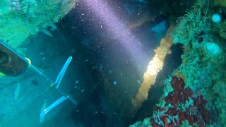 Spearfishing Mangrove Snapper and Hogfish Off of Sunken Barges [upl. by Ingelbert827]