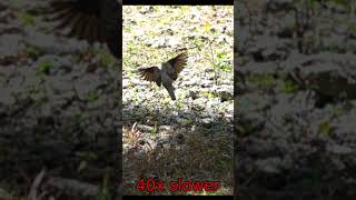 Zebra dove Geopelia striata flying at 40x slow mo [upl. by Guarino]