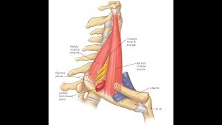 Scalenus anterior amp medius exercises [upl. by Garrett100]