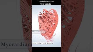 Musculature Of The Heart  Cardiac Muscles  cardiology [upl. by Asik]