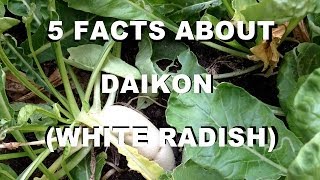 5 facts about daikon white radish [upl. by Leohcin799]