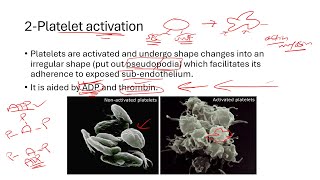 شرح فسيولوجي Polycythemia Platelet Plug Formation Thrombocytopenic Purpura [upl. by Glad]