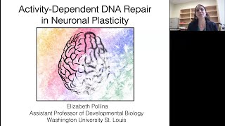 Elizabeth Pollina ActivityDependent DNA Repair in Neuronal Plasticity [upl. by Alec398]