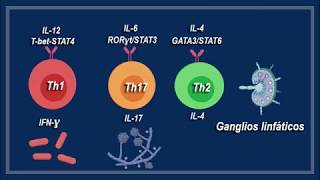 Maduración y diferenciación del linfocito T [upl. by Ribaudo]