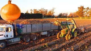 Harvesting Onions  John Deere 6420S [upl. by Einohtna]