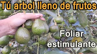 POTENTE FERTILIZANTE PARA AGUACATES y frutales  BUEN CUAJE de fruto y estimulante [upl. by Delcine]