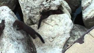 Adorable Mink Family Frolicking In Ludington Michigan Near The SS Badger Car Ferry [upl. by Dnyletak897]