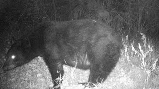 Swamp Cam Video South Louisiana Public Land Big Bear Black Coon Big Bucks And More 2023 to 2024 [upl. by Peugia324]