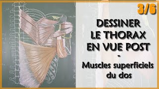 ANATOMIE  LE THORAX EN VUE POST  3 Muscles de la coiffe des rotateurs et M Thoracoscapulaires [upl. by Haletta]