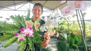 Create your own Orchid Arrangement  Orchid Flower Arrangement 🌸💮 [upl. by Sajet]