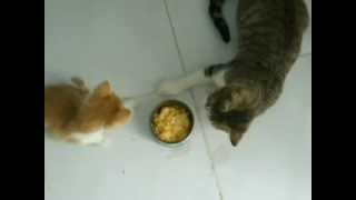 Kittens fighting over food [upl. by Nanyt542]