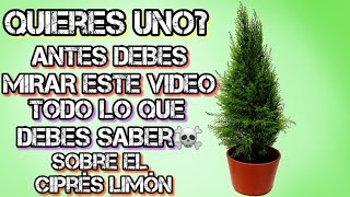 ♦️ QUIERES Un CIPRÉS LIMÓN  Antes MiRA Este VÍDEO 🍋 Cuidados Del Ciprés Limón o Ciprés Golden [upl. by Mauralia668]