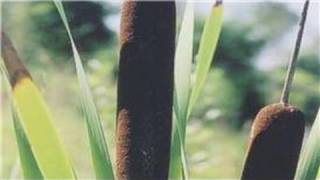 Gardening From Seeds  How to Plant Cattail Seeds [upl. by Yelkreb320]