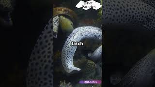 🤯 Did You Know Moray Eels Have TWO Jaws 🦷 How They Hunt with This Weird Trick  facts shorts [upl. by Nivled]