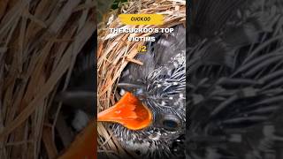 The cuckoos top victims birds cuckoo cuckoobird nature shorts babybird [upl. by Eemiaj]