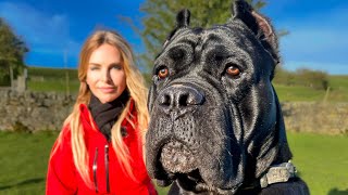 THE WORKING CANE CORSO  FIERCE HUNTER GUARD DOG amp PROTECTOR [upl. by Eimak153]