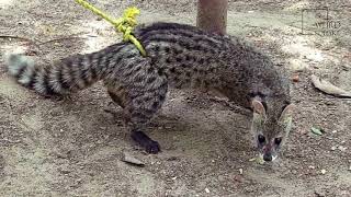 Interesting facts about civet cat by weird square [upl. by Htesil760]