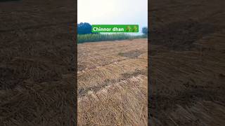 ChinnorDhan🌾 खेती बाड़ी  Village nature farming❤️🌾 new Punjabi song  Shorts viralvideo [upl. by Iuq360]