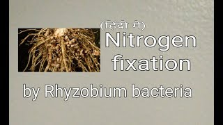 Nitrogen fixation rhyzobium bacteria in hindi [upl. by Elleira]