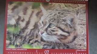 WildCatz 2015  der Kalender [upl. by Lucie]