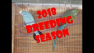 2018 BREEDING SEASON BEST PAIR OF INDIAN RINGNECK PARROTS [upl. by Rodge878]