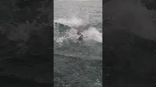 Great White Breaching Next To Beach [upl. by Knipe658]