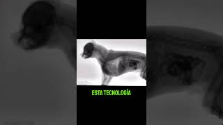 ¿HABÍAS VISTO A UN PERRO COMIENDO EN FLUOROSCOPIA 🐕💛 radiologia shorts [upl. by Renat449]