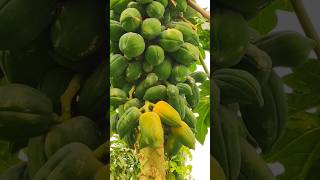 Papaya benefits🪴 shortsvideo papayatree trending homegrown nature like subscribe [upl. by Mathre]