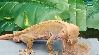 crested gecko care 101 [upl. by Salter]