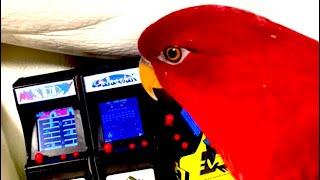 Red birb🍅Game Center Arashi [upl. by Japeth]