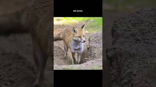 Red Foxes are adorable and widespread [upl. by Engleman]