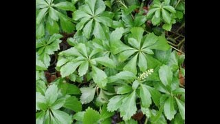 PACHYSANDRA GROUND COVER [upl. by Aroved]