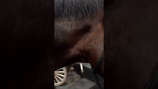 POV A tour of the Budweiser Clydesdales pov shorts [upl. by Ainnos317]